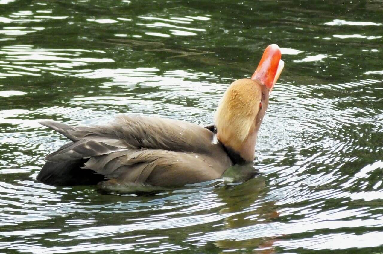 Jak wygląda Hełmiatka?