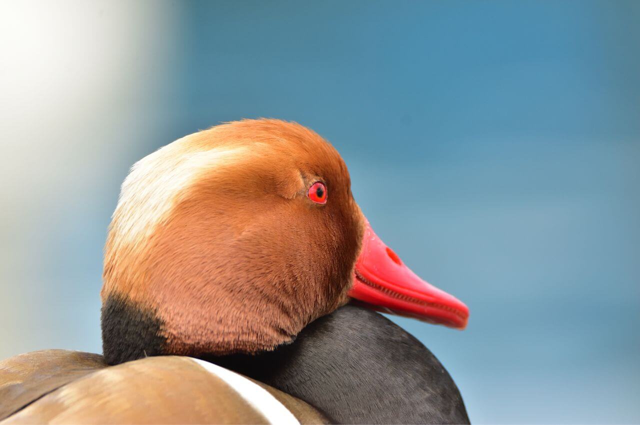 Jak wygląda Hełmiatka?