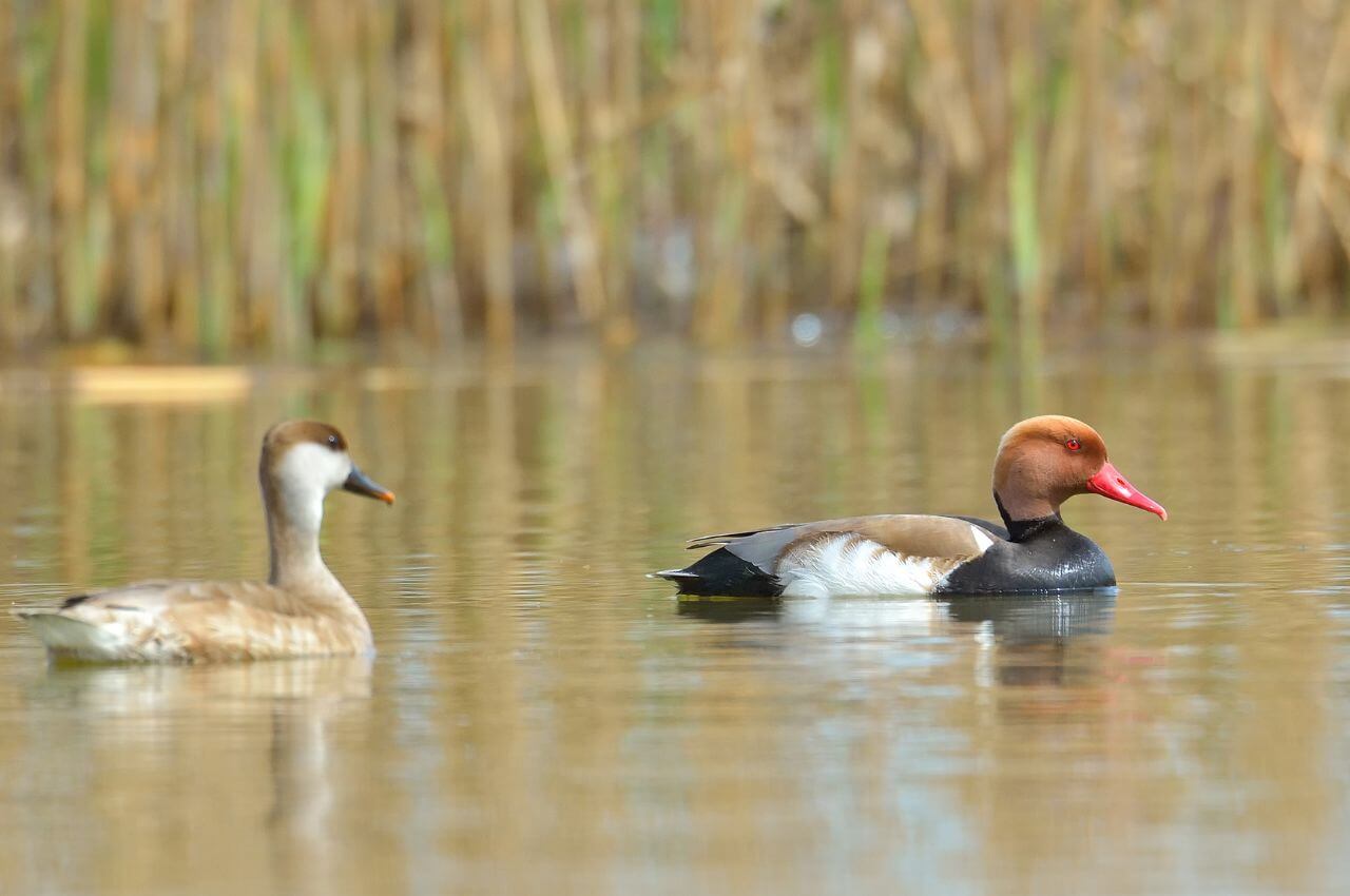 Jak odróżnić samca od samicy Hełmiatki w okresie godowym?