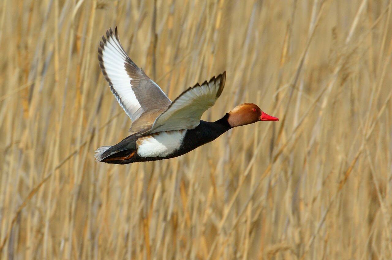 Jak wygląda Hełmiatka w locie?
