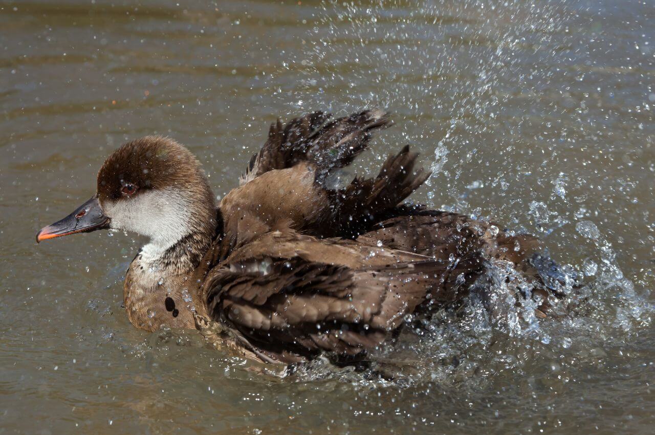 Jak wygląda samica Hełmiatki?