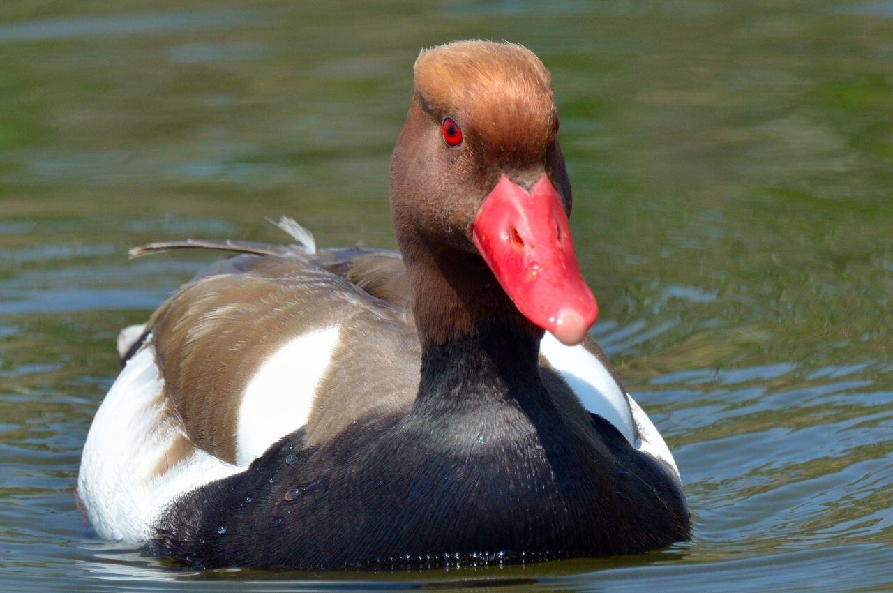 Jak wygląda Hełmiatka?