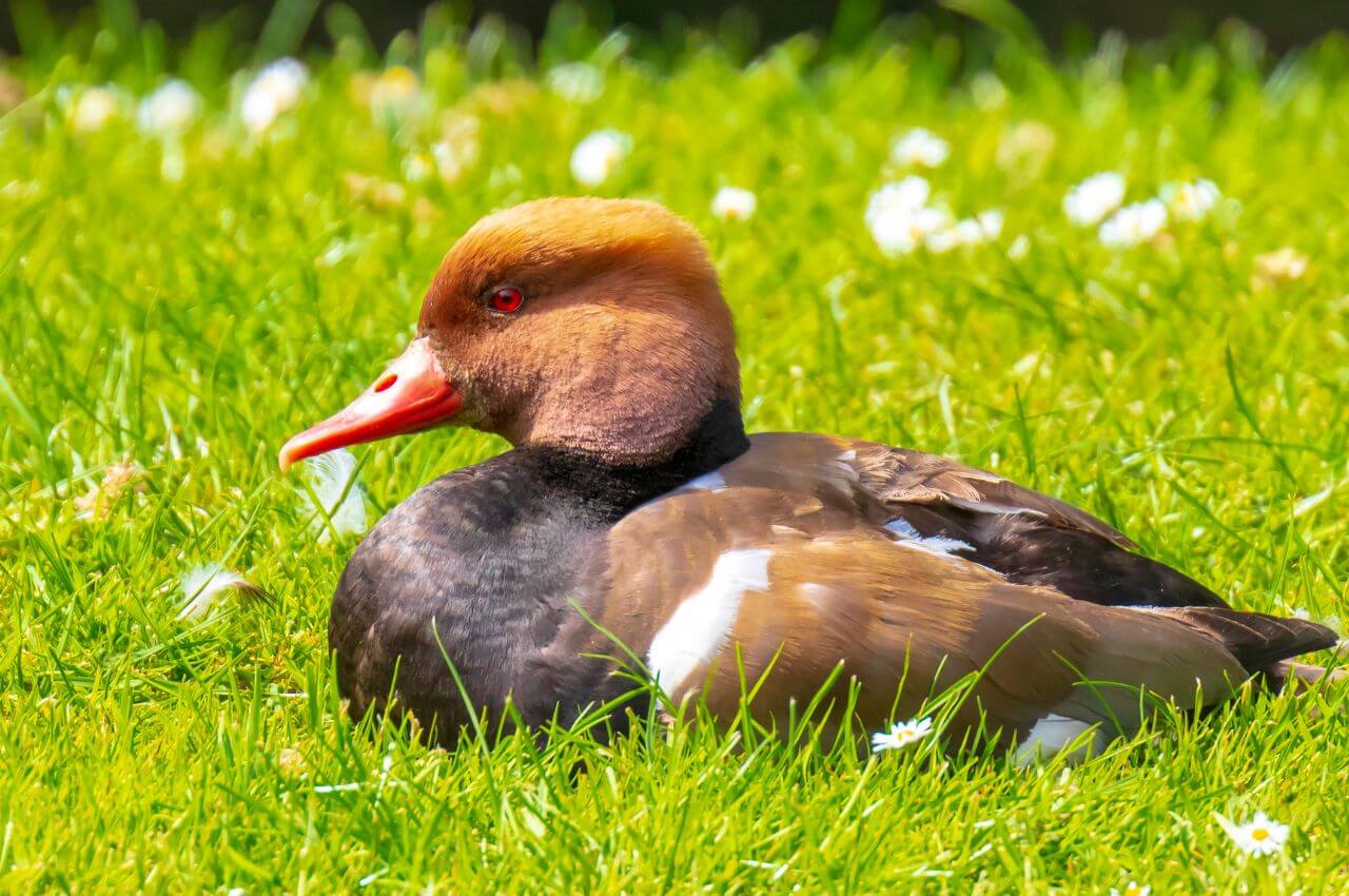 Jak wygląda Hełmiatka?