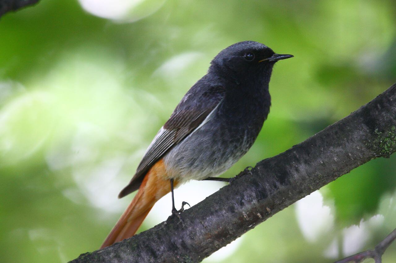 Jak wygląda samiec Kopciuszka w okresie godowym?