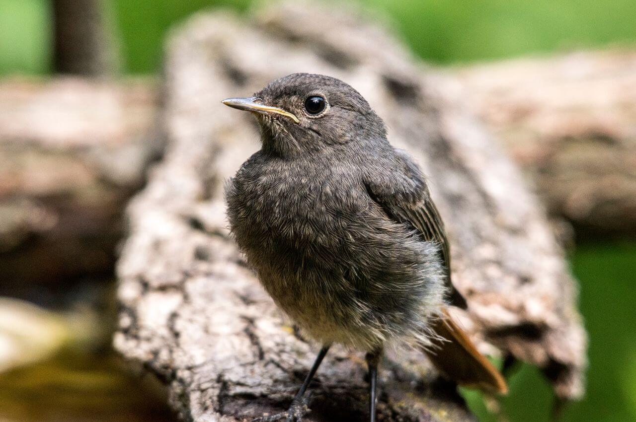 Jak wygląda Kopciuszek?