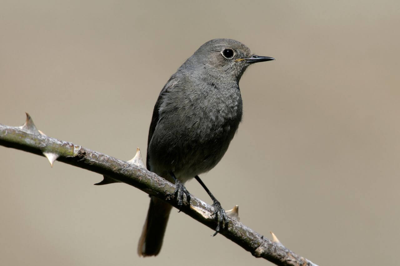 Jak wygląda Kopciuszek?