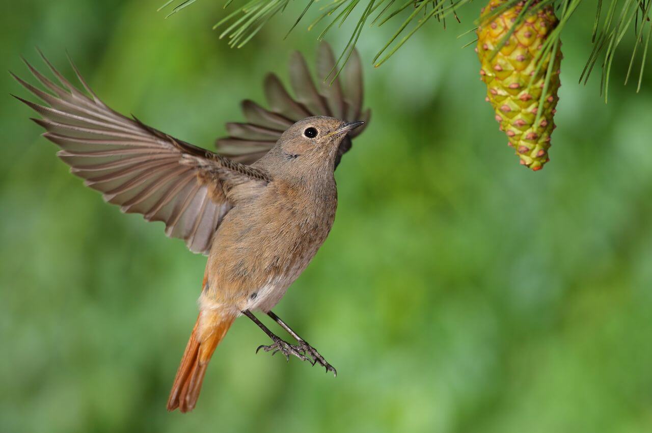 Jak wygląda Kopciuszek?