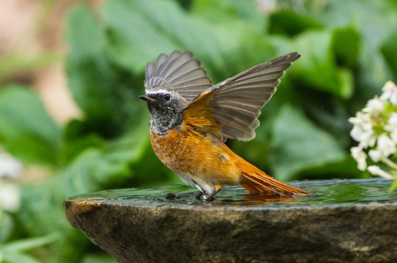 Jak wygląda Kopciuszek?