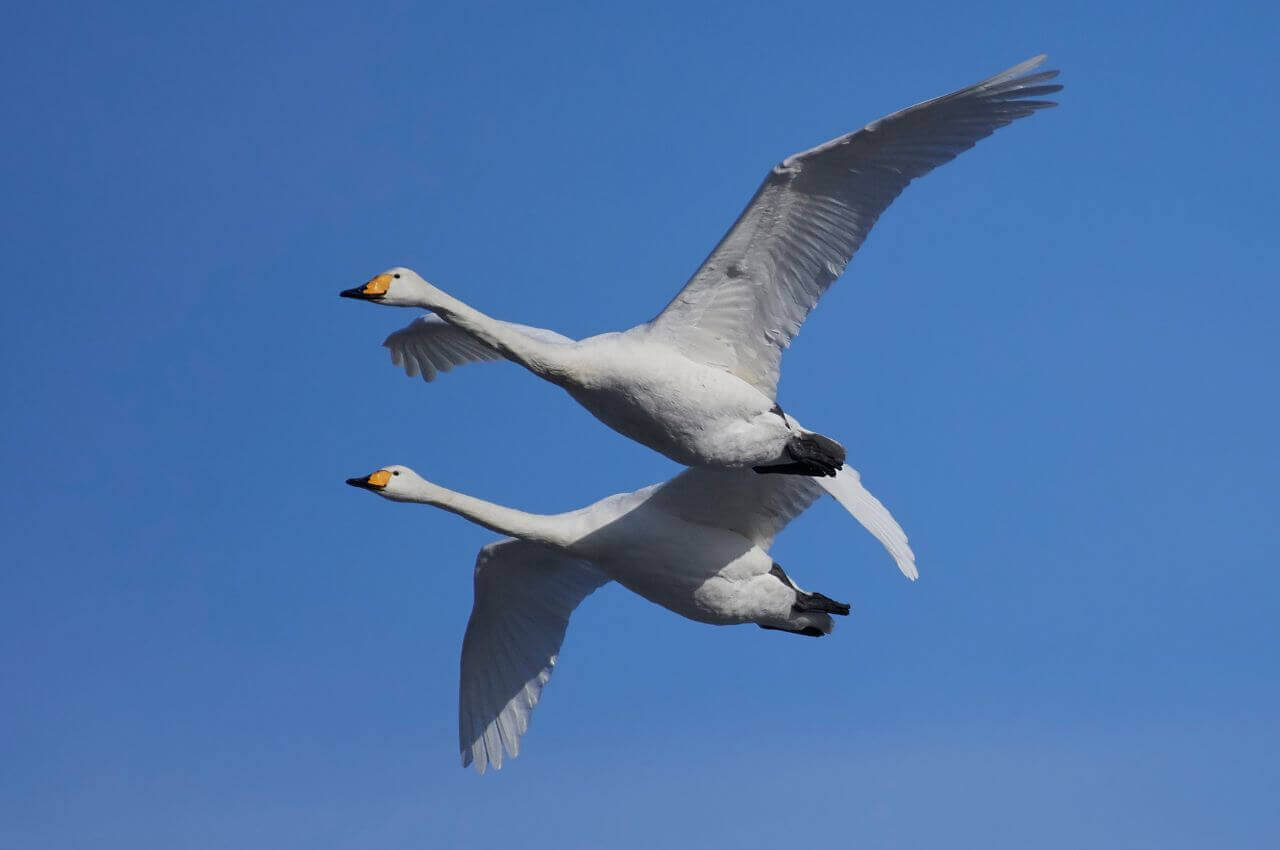 Jak wygląda Łabędź Krzykliwy w locie?