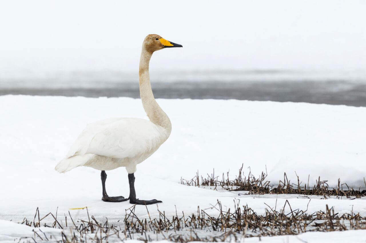 Jak wygląda Łabędź Krzykliwy?