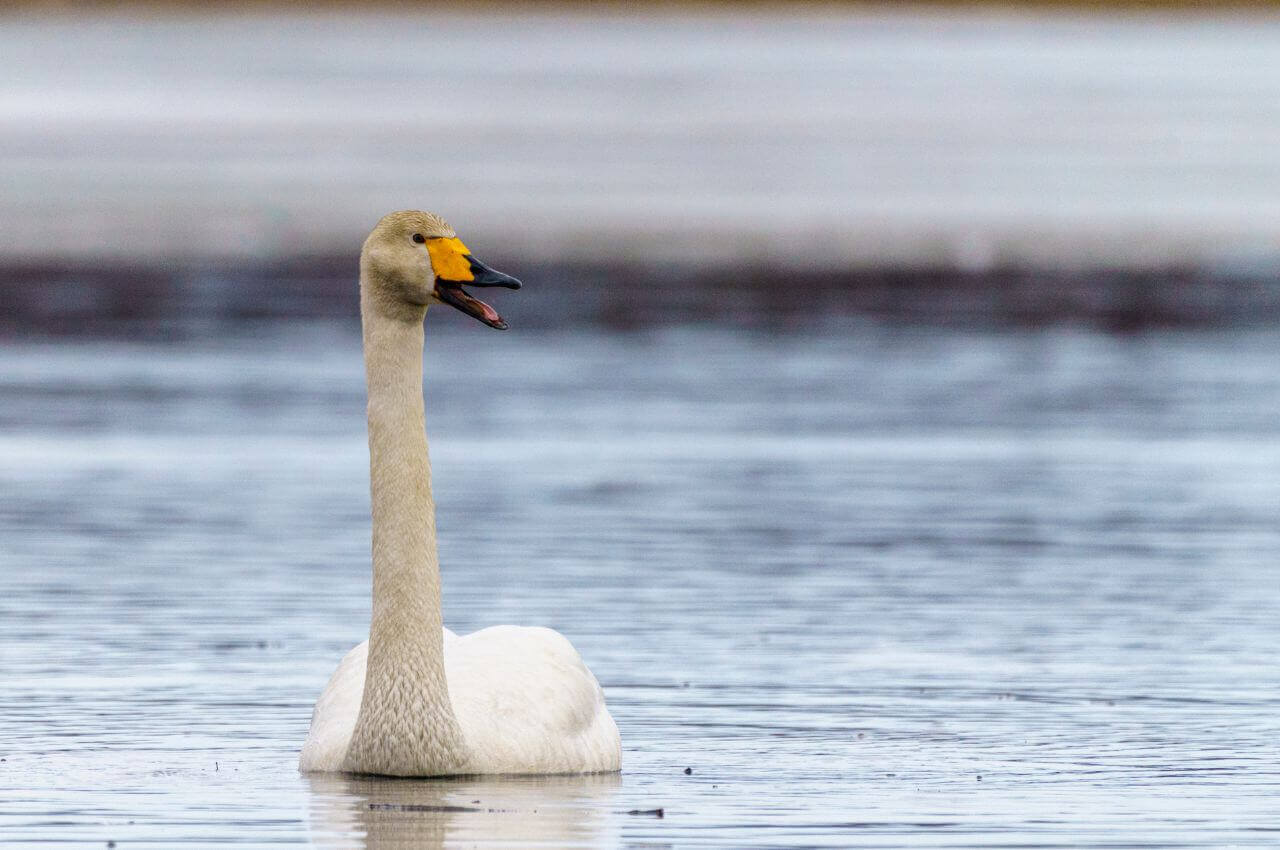 Jak wygląda Łabędź Krzykliwy?