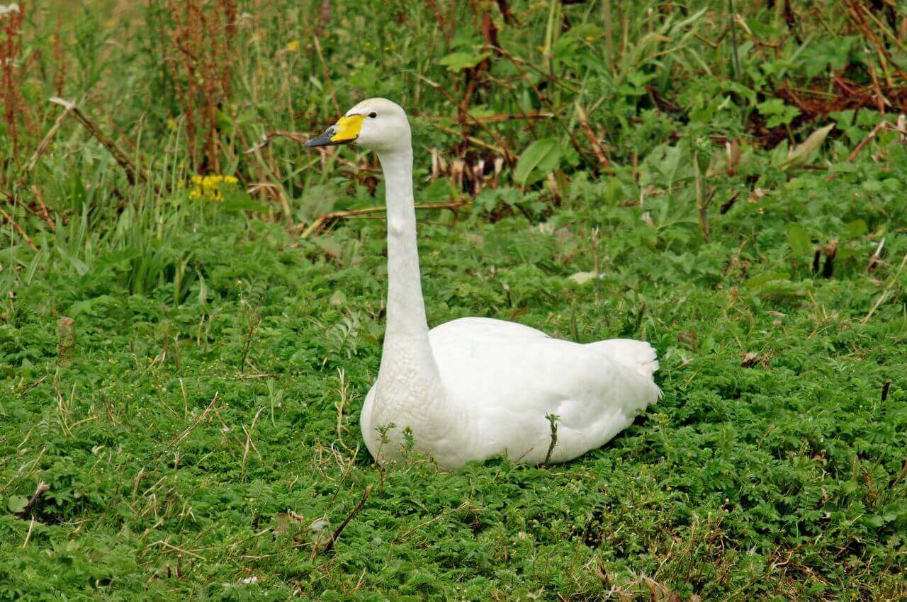 Jak wygląda Łabędź Krzykliwy?