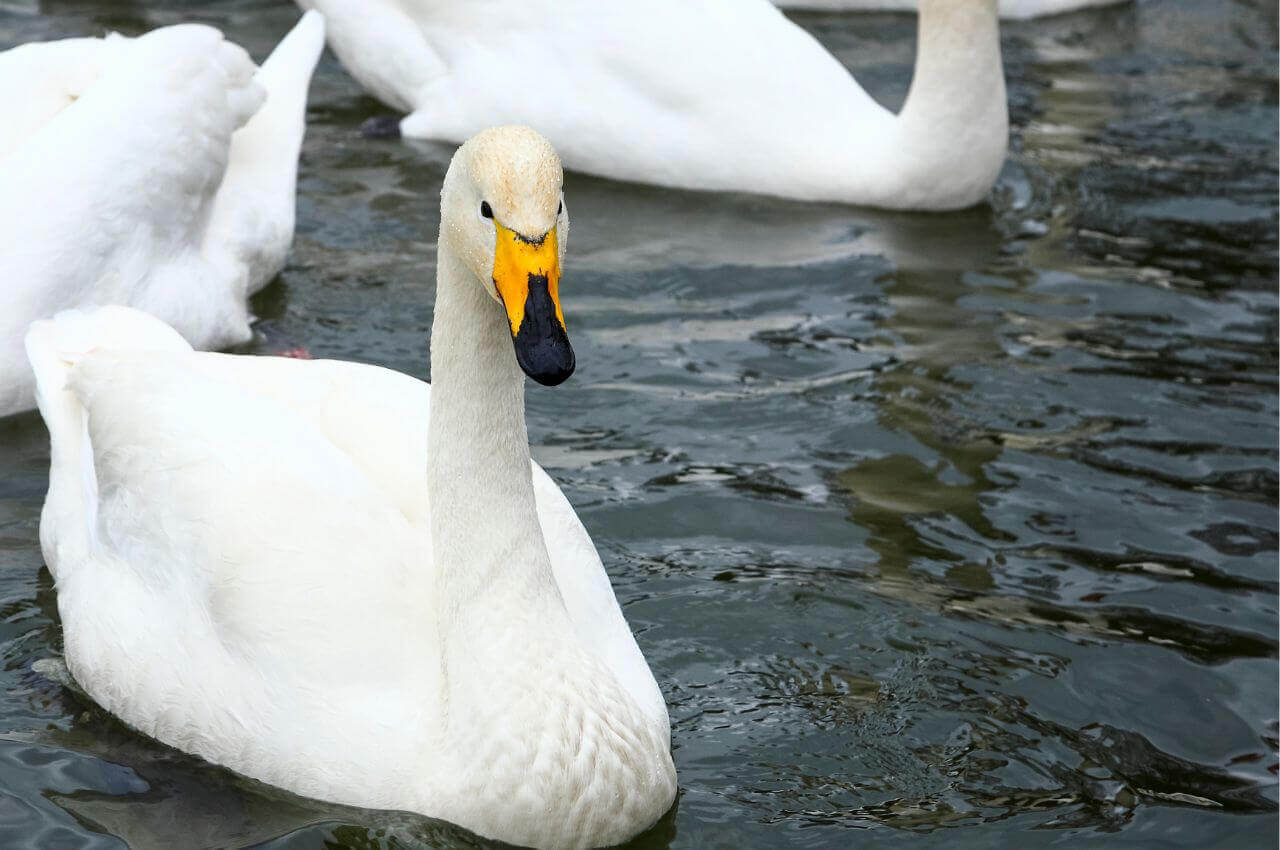 Jak wygląda Łabędź Krzykliwy?