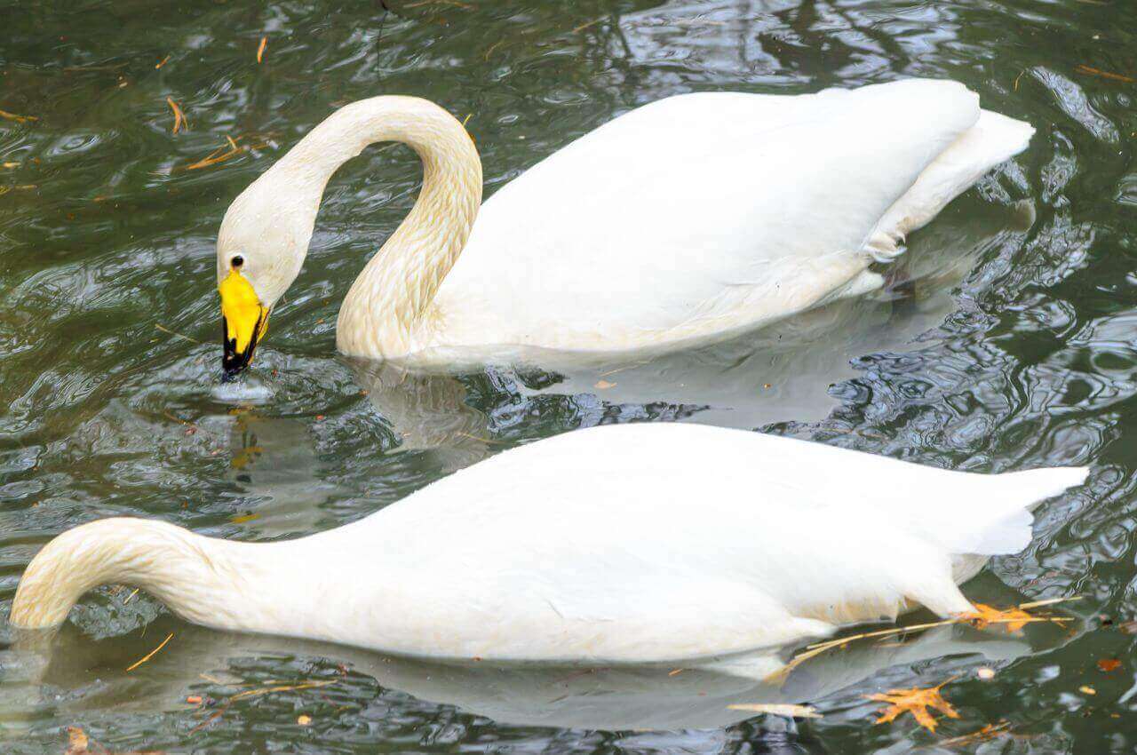 Jak wygląda Łabędź Krzykliwy?