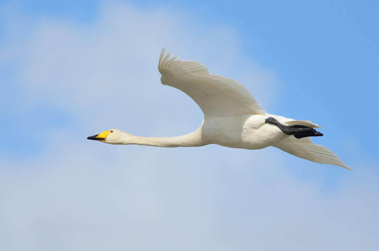 Jak wygląda Łabędź Krzykliwy w locie?