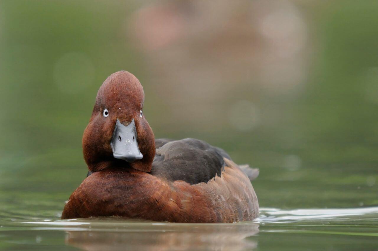 Jak wygląda Podgorzałka?