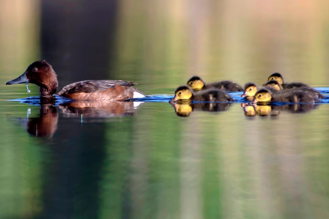 Jak wygląda Podgorzałka z pisklętami?