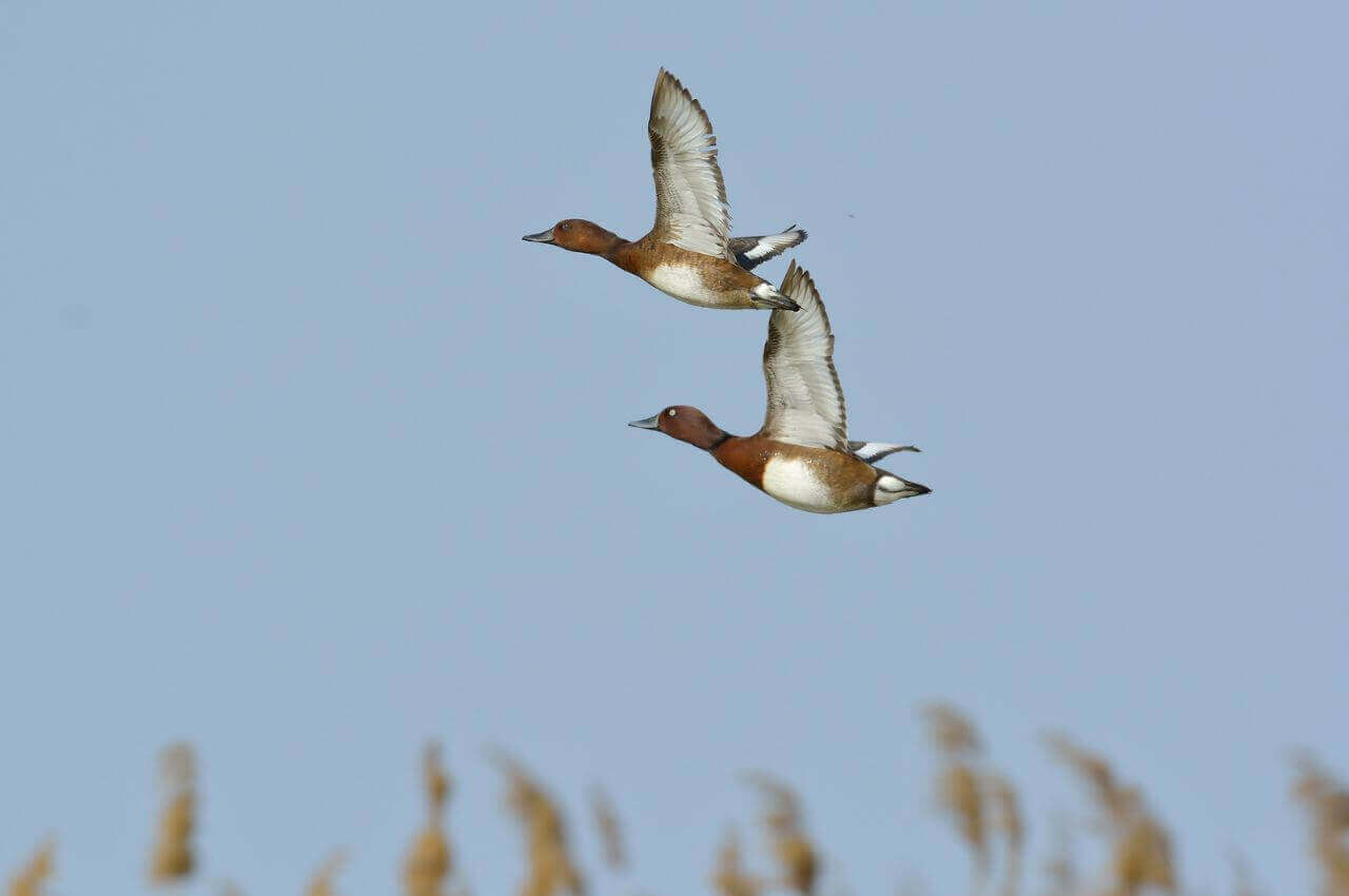 Jak wygląda Podgorzałka w locie?