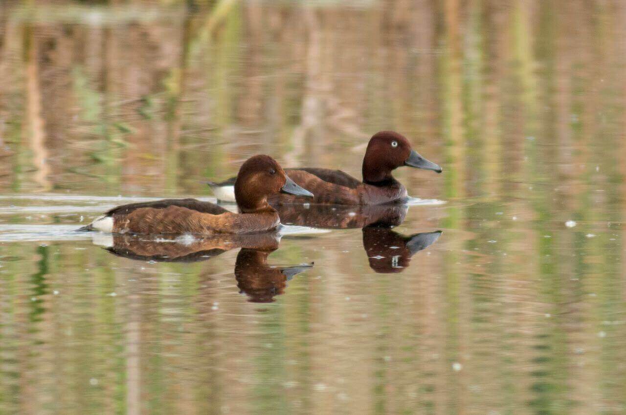 Jak wygląda Podgorzałka?