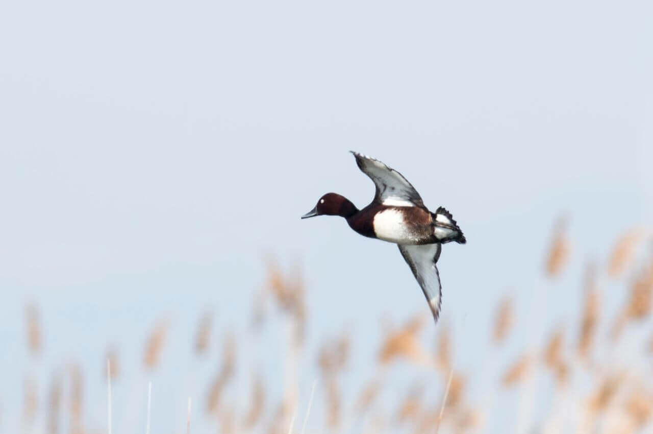 Jak wygląda Podgorzałka w locie?