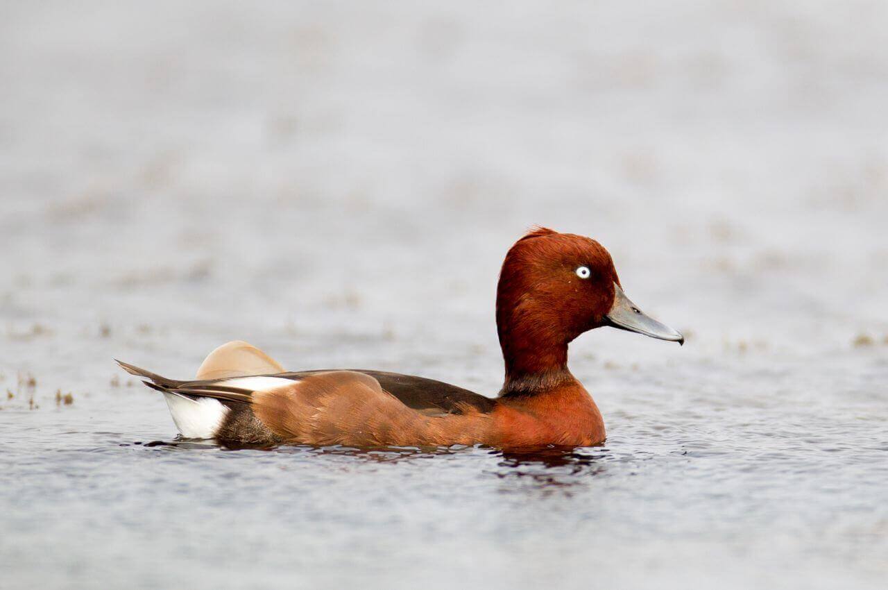 Jak wygląda Podgorzałka?