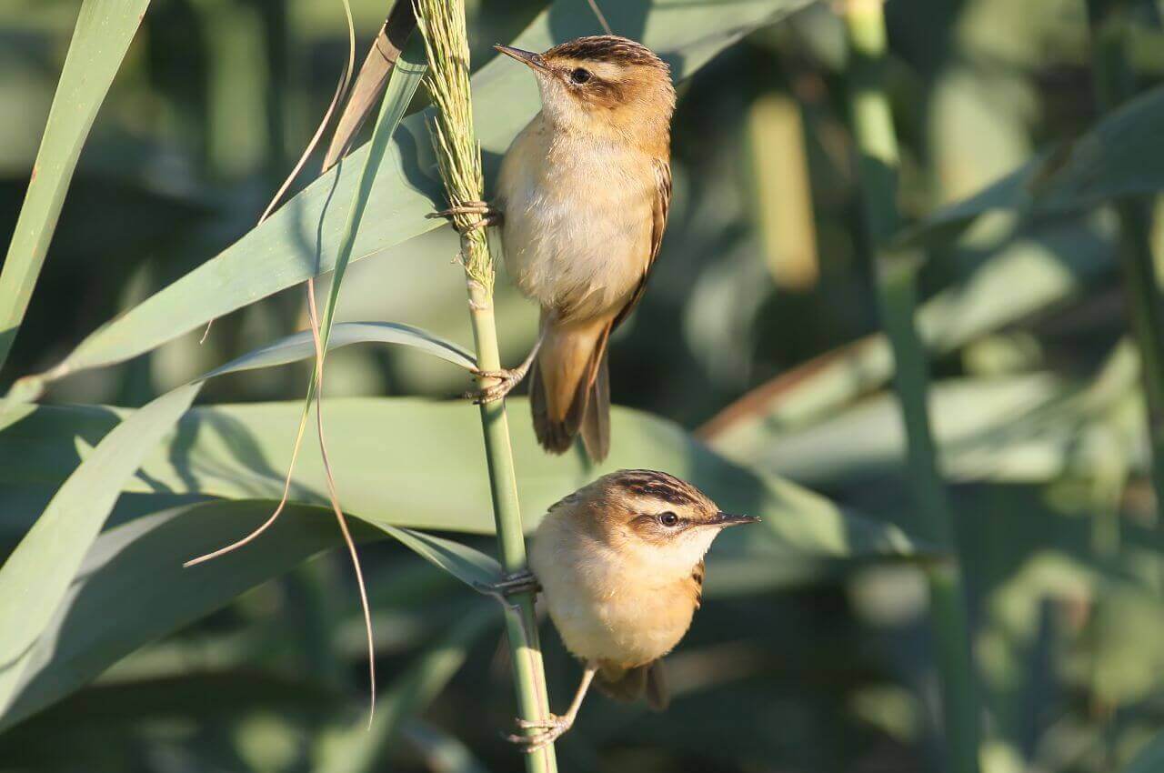 Jak wygląda Rokitniczka?