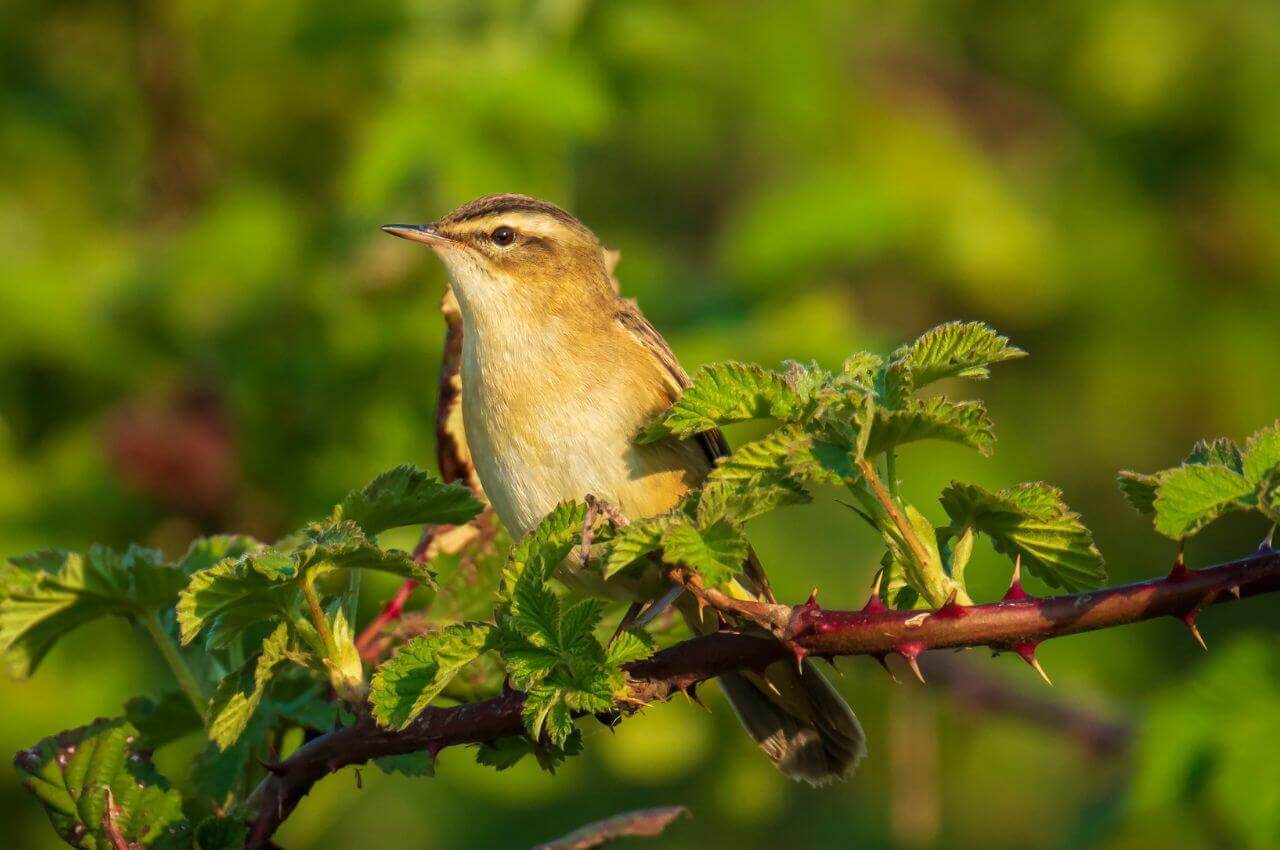 Jak wygląda Rokitniczka?