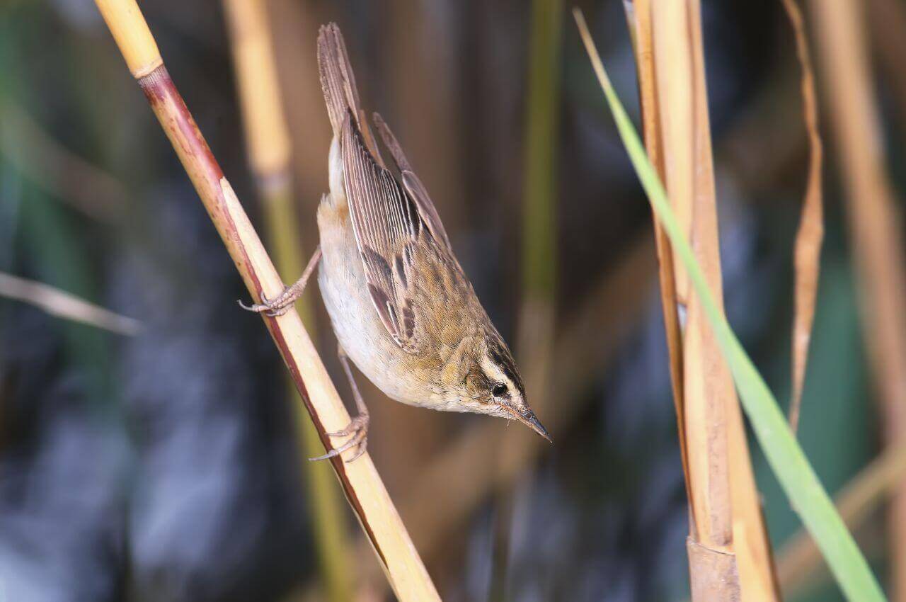 Jak wygląda Rokitniczka?