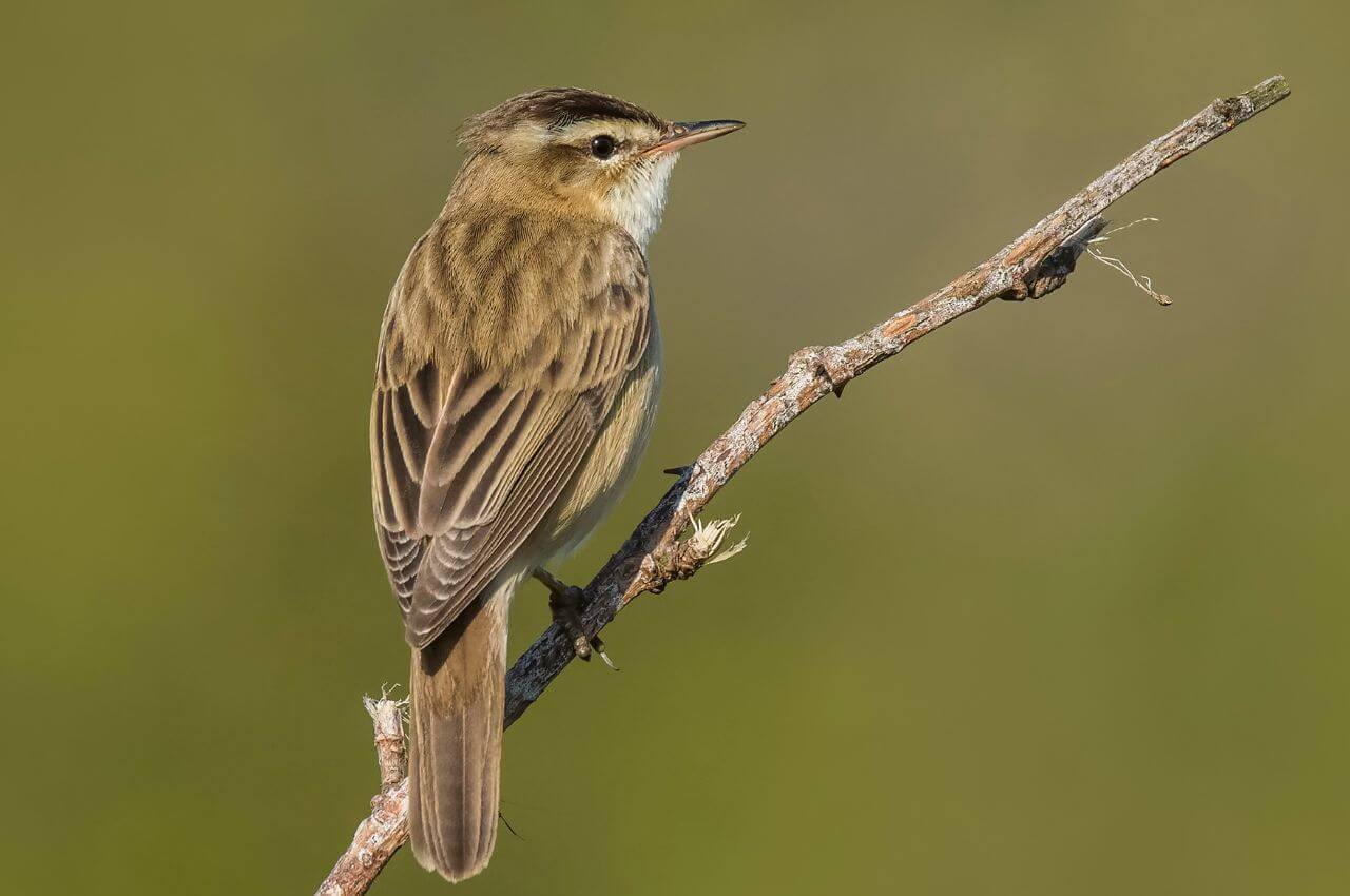 Jak wygląda Rokitniczka?