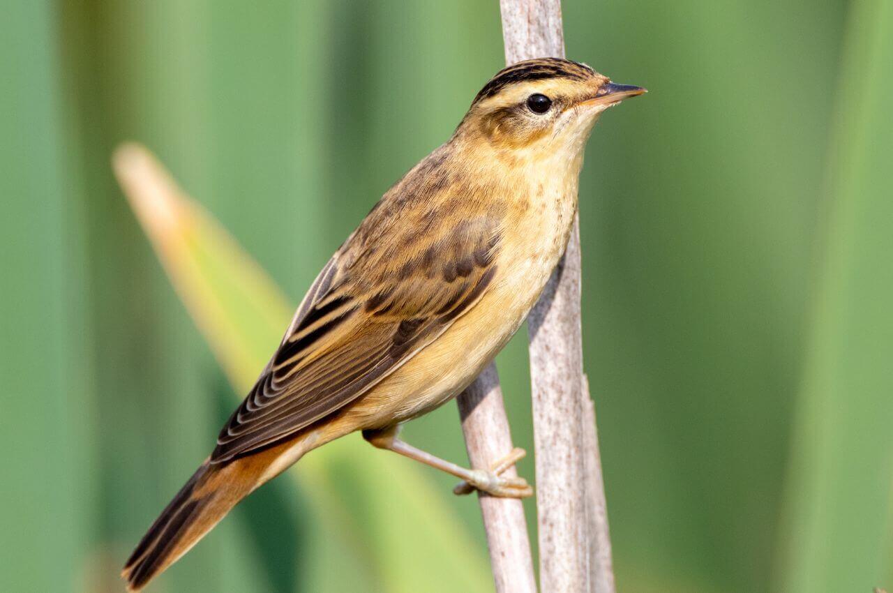 Jak wygląda Rokitniczka?