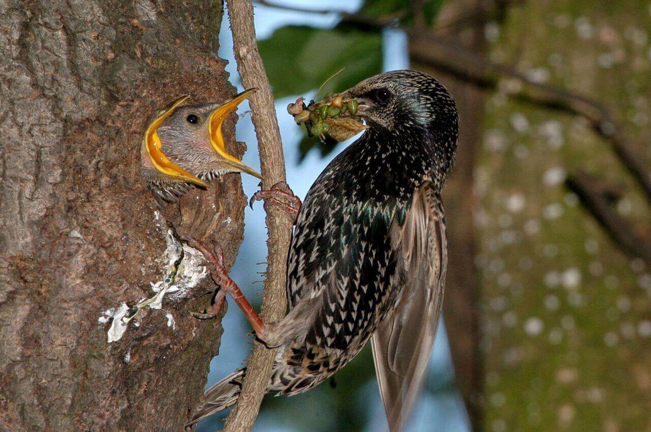 Jak wygląda dziupla Szpaka?