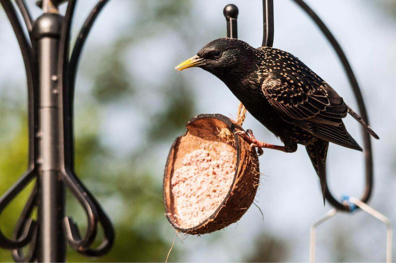 Jak wygląda Szpak? Czym żywi się Szpak?