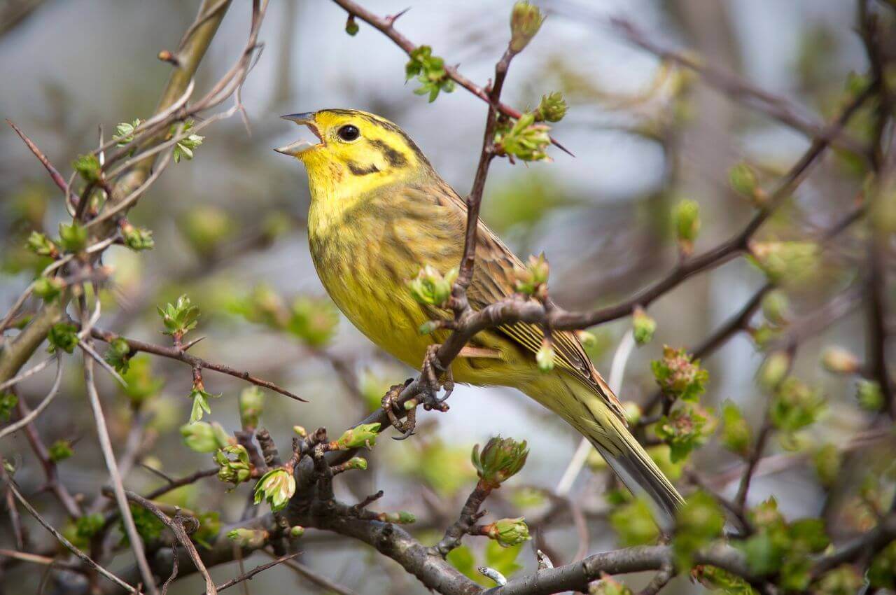 Jak wygląda Trznadel?