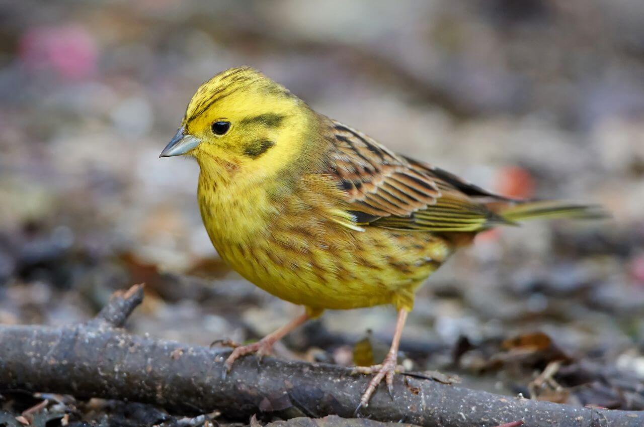 Jak wygląda Trznadel?