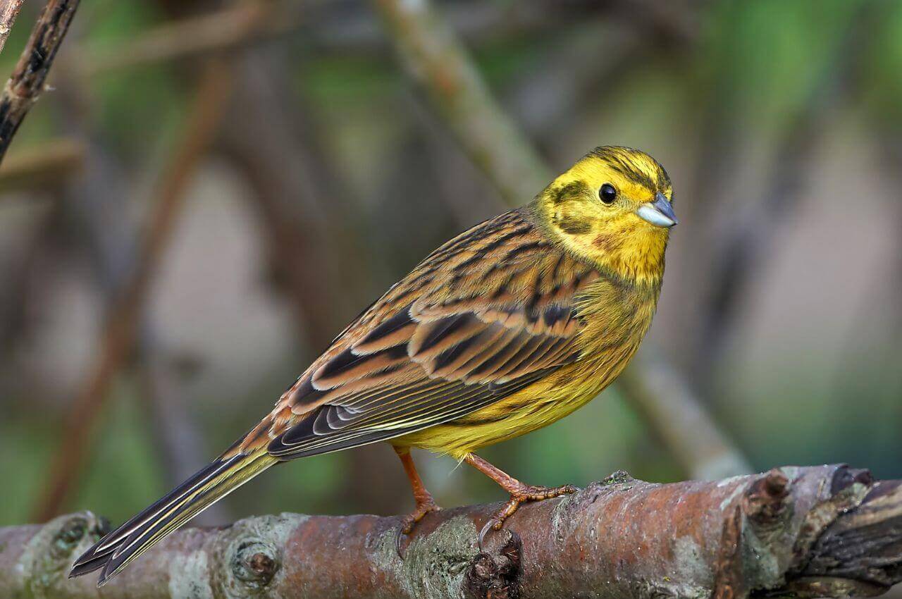 Jak wygląda Trznadel?