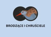 kurs rozpoznawania ptaków