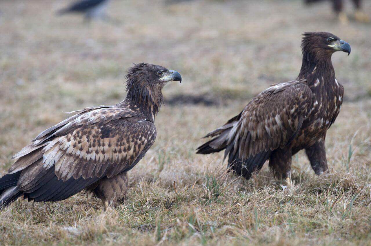 Jak wygląda Bielik?