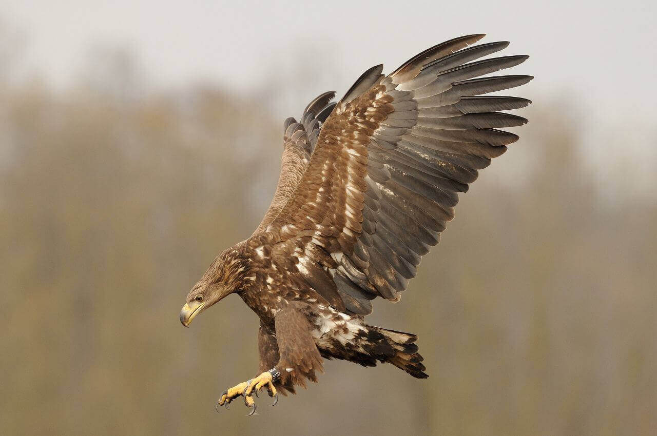 Jak wygląda Bielik?