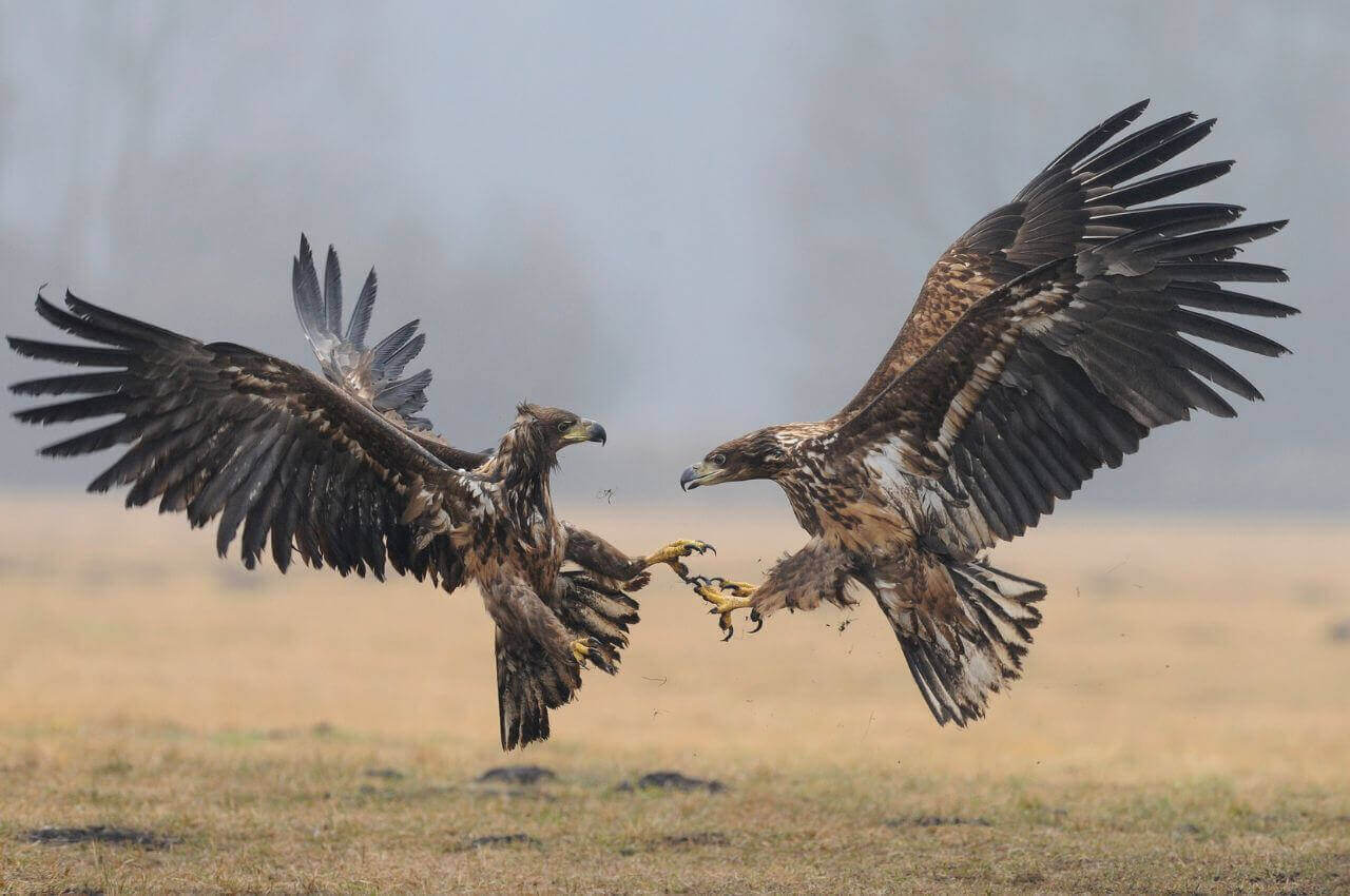 Jak wygląda Bielik?