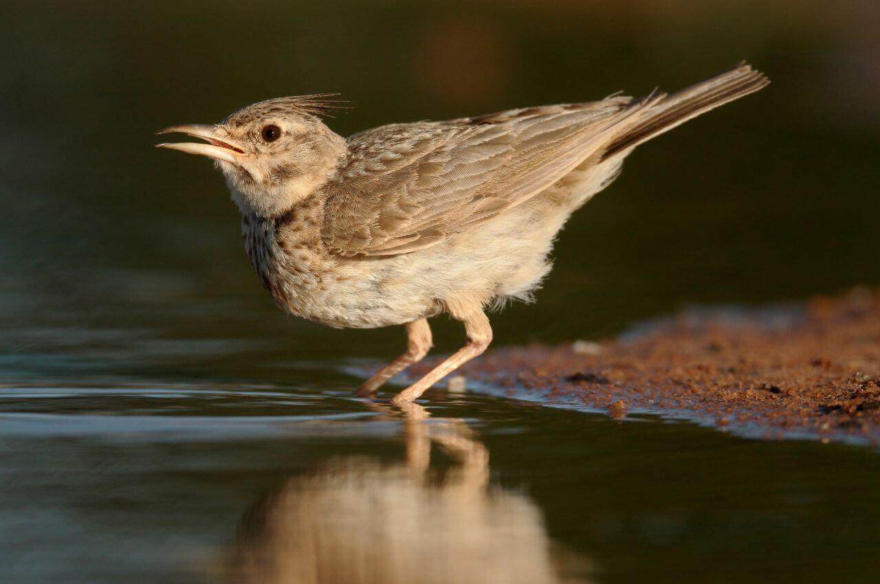 Jak wygląda Dzierlatka?