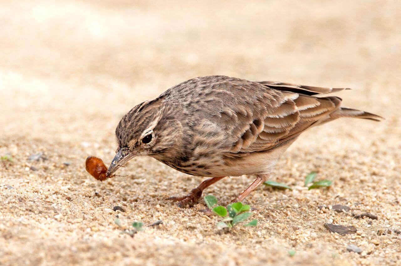 Jak wygląda Dzierlatka?