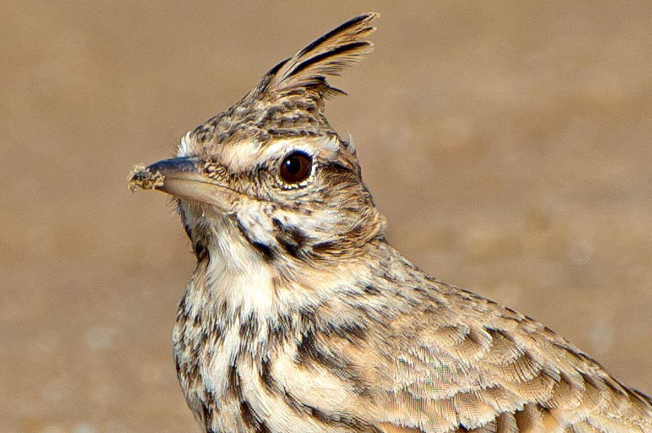 Jak wygląda Dzierlatka?