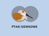Kurs rozpoznawania ptaków Siewki