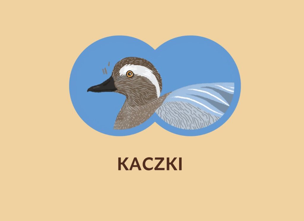 Jak odróżniać kaczki?