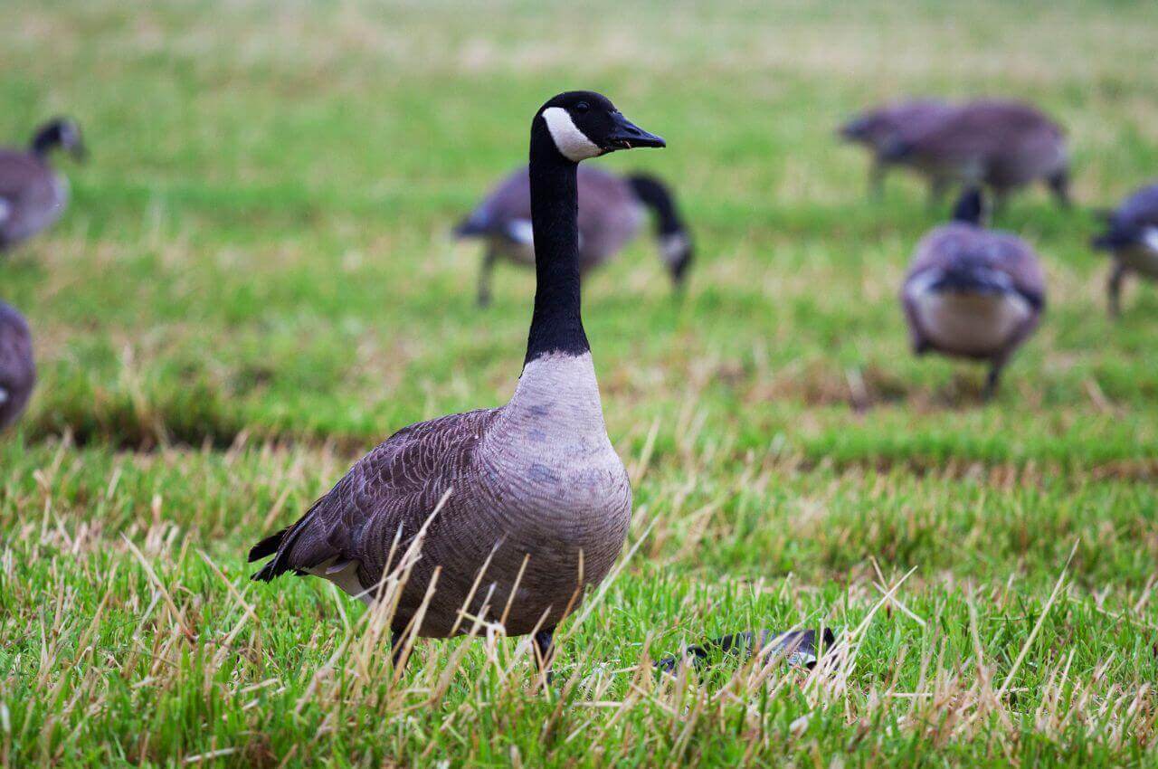 Jak wygląda Bernikla kandyjska?