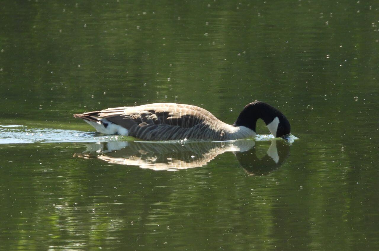 jak wygląda Bernikla Kanadyjska?