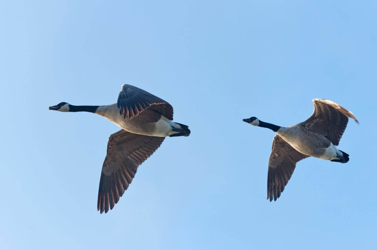 Jak wygląda Bernikla Kanadyjska w locie?