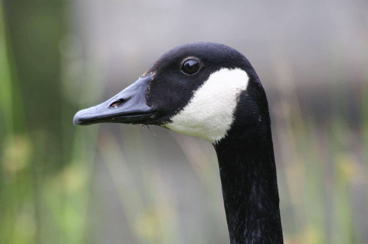 Jak wygląda Bernikla Kanadyjska?