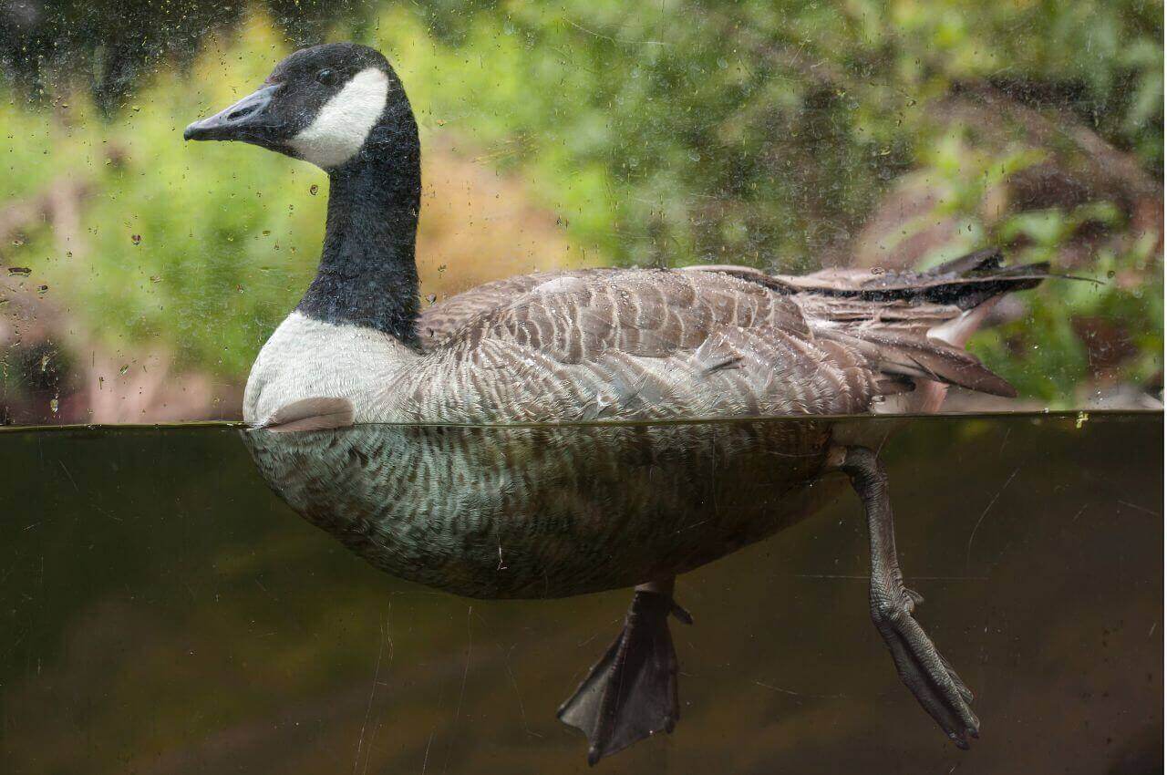 Jak wygląda Bernikla Kanadyjska?