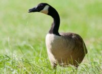 Jak wygląda Bernikla Kanadyjska?